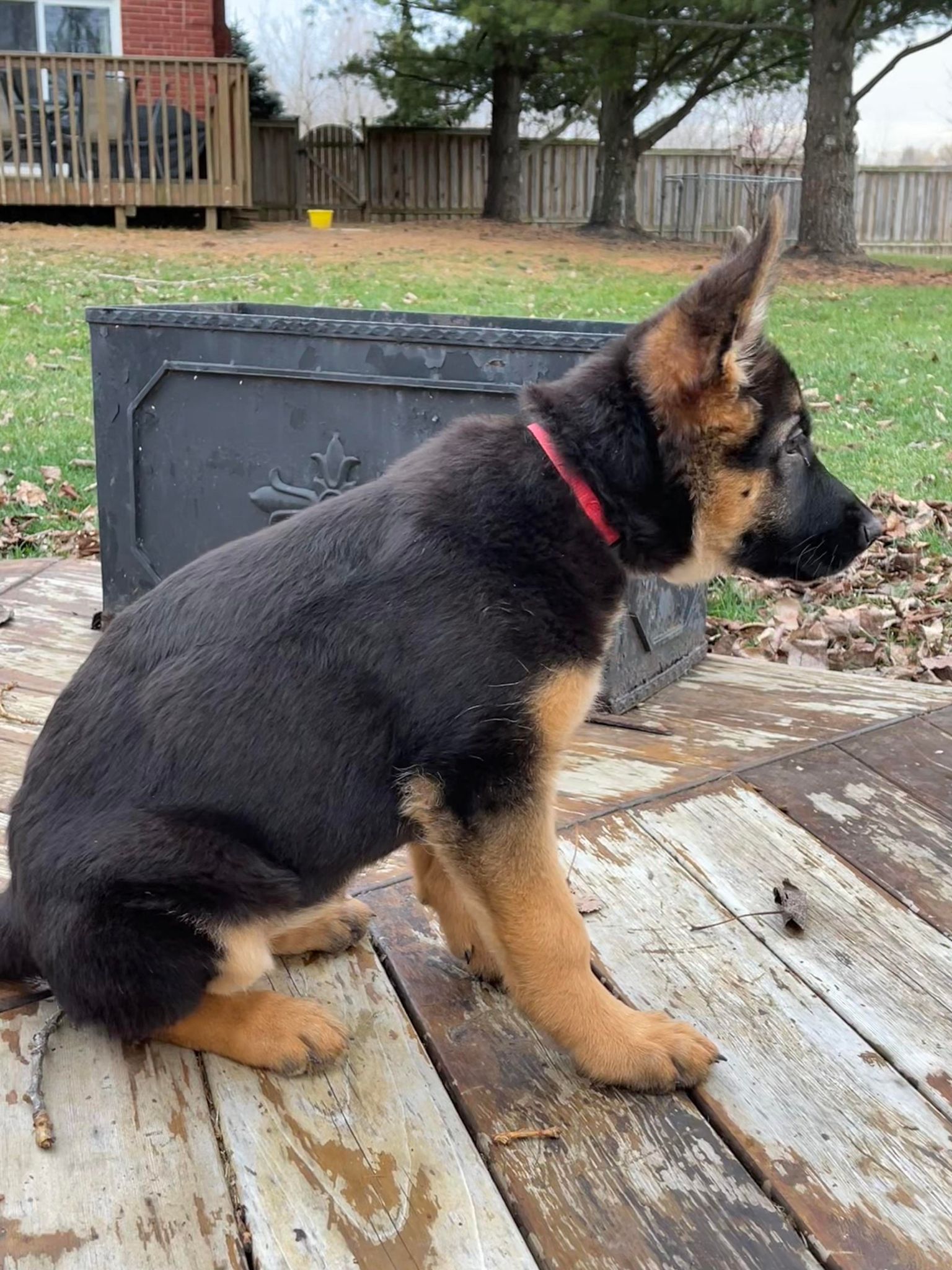 what is a ckc german shepherd